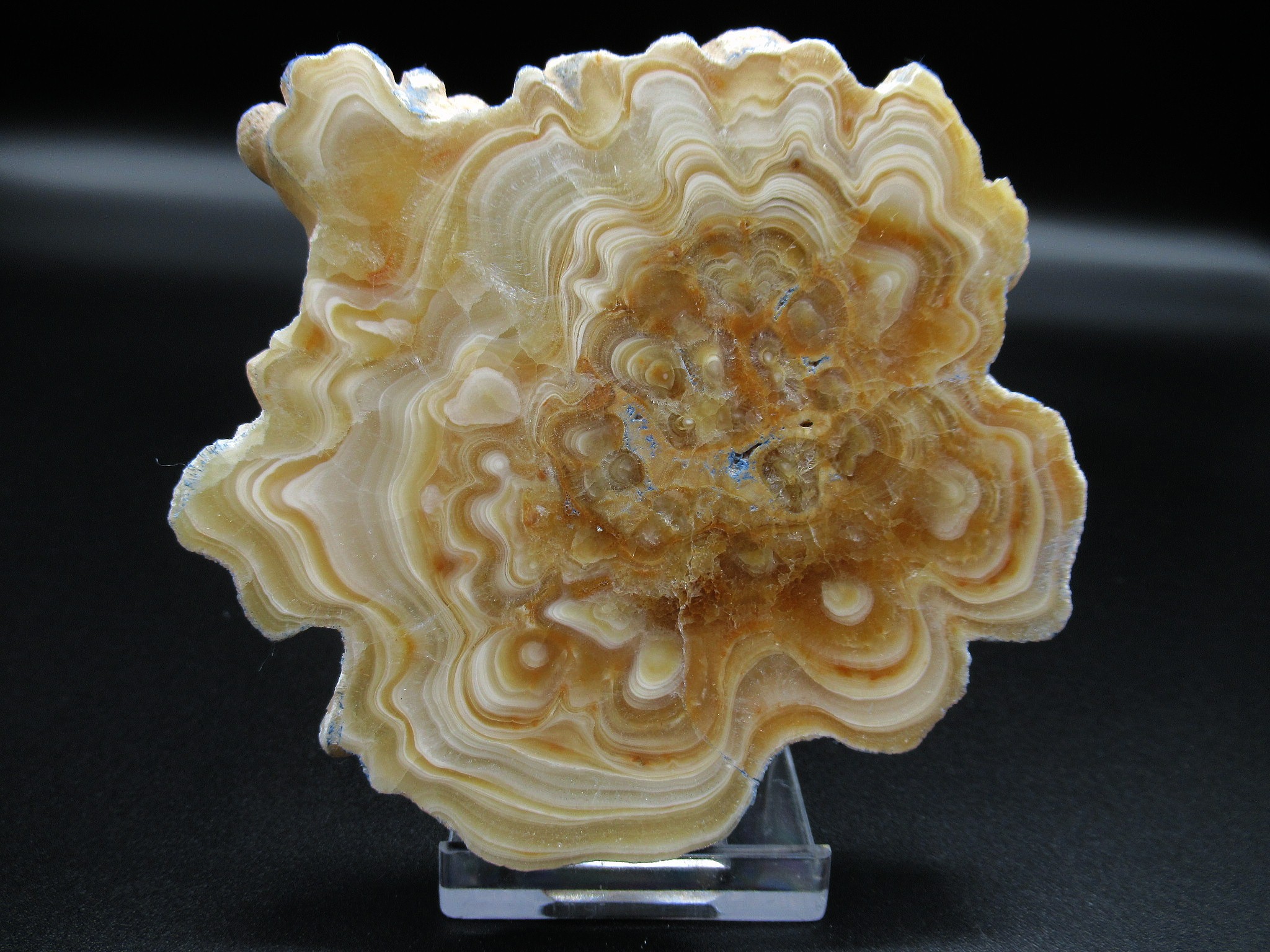 morocco travertine aragonnite stalactite slice 1a | Fossils for Sale Genuine Aragonite Stalactite Slice (Travertine) Mineral for Sale from Morocco #1a