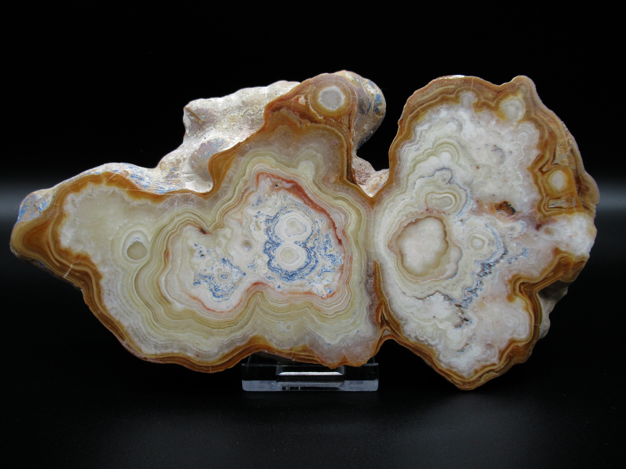 morocco travertine aragonnite stalactite slice 8 | Fossils for Sale Genuine Aragonite Stalactite Slice (Travertine) Mineral for Sale from Morocco #8