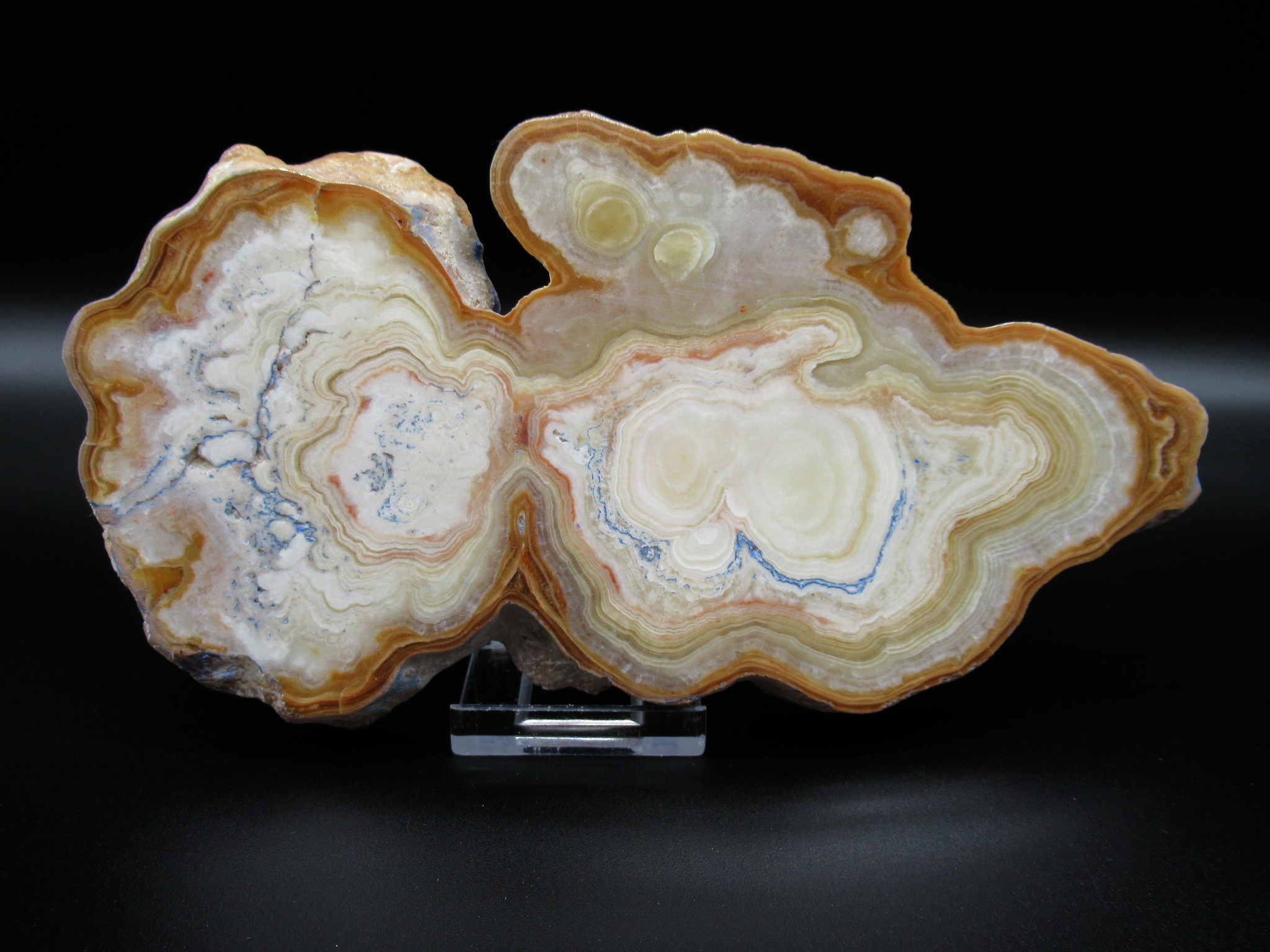 morocco travertine aragonnite stalactite slice 8a | Fossils for Sale Genuine Aragonite Stalactite Slice (Travertine) Mineral for Sale from Morocco #8a