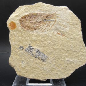 General Cretaceous Age Carpopenaeus Shrimp Fossils From Lebanon For Sale #63