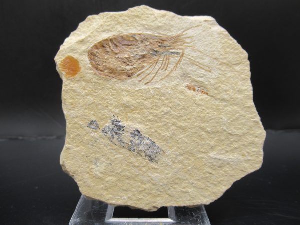 General Cretaceous Age Carpopenaeus Shrimp Fossils From Lebanon For Sale #63