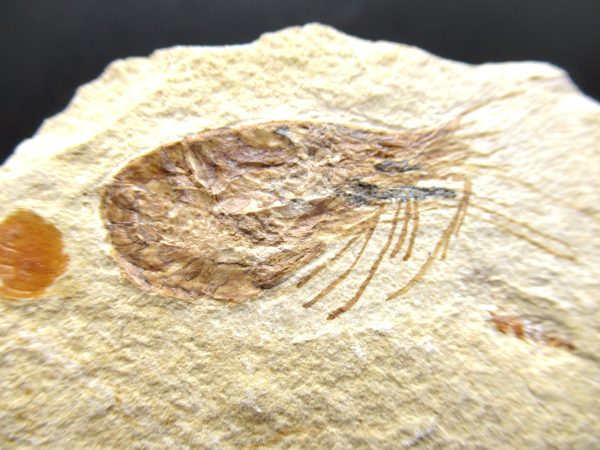 General Cretaceous Age Carpopenaeus Shrimp Fossils From Lebanon For Sale #63a