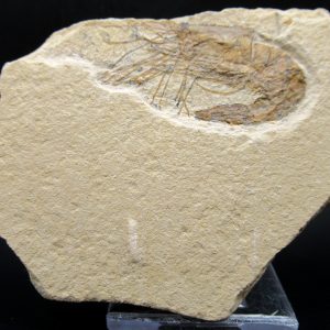 General Cretaceous Age Carpopenaeus Shrimp Fossils From Lebanon For Sale #65