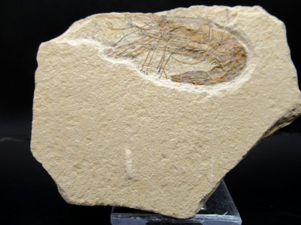 General Cretaceous Age Carpopenaeus Shrimp Fossils From Lebanon For Sale #65