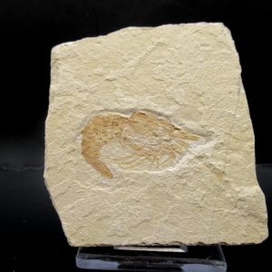 General Cretaceous Age Carpopenaeus Shrimp Fossils From Lebanon For Sale #66