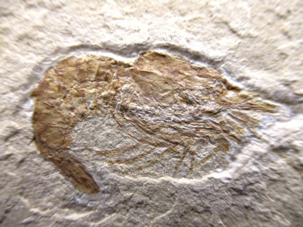 General Cretaceous Age Carpopenaeus Shrimp Fossils From Lebanon For Sale #66a