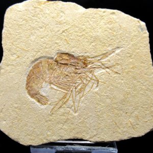 General Cretaceous Age Carpopenaeus Shrimp Fossils From Lebanon For Sale #67