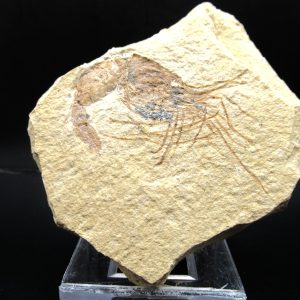 General Cretaceous Age Carpopenaeus Shrimp Fossils From Lebanon For Sale #68