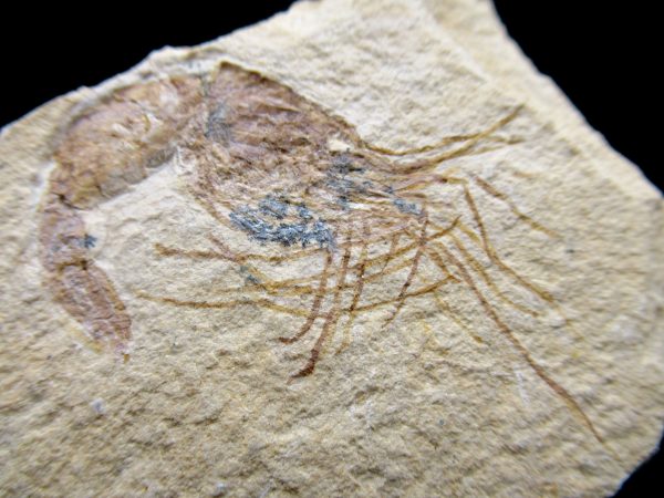 General Cretaceous Age Carpopenaeus Shrimp Fossils From Lebanon For Sale #68a