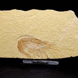 General Cretaceous Age Carpopenaeus Shrimp Fossils From Lebanon For Sale #70