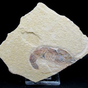 General Cretaceous Age Carpopenaeus Shrimp Fossils From Lebanon For Sale #73