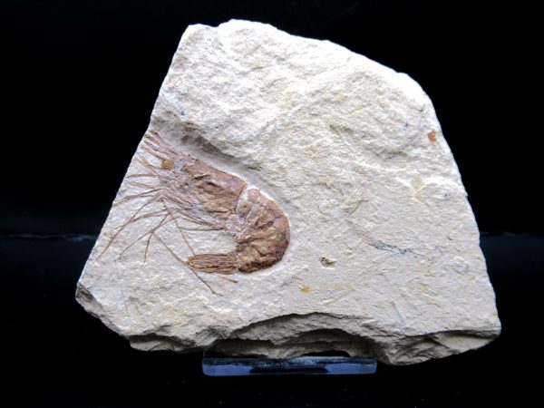 General Cretaceous Age Carpopenaeus Shrimp Fossils From Lebanon For Sale #74