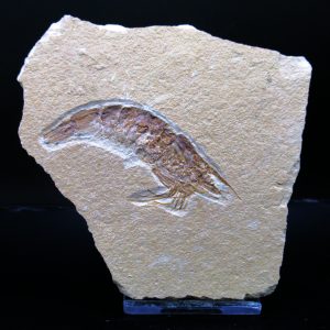 General Cretaceous Age Carpopenaeus Shrimp Fossils From Lebanon For Sale #77