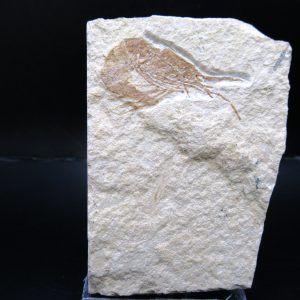 General Cretaceous Age Carpopenaeus Shrimp Fossils From Lebanon For Sale #80