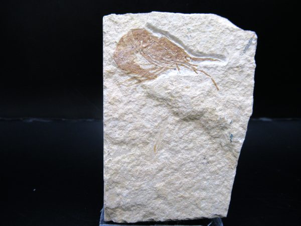 General Cretaceous Age Carpopenaeus Shrimp Fossils From Lebanon For Sale #80