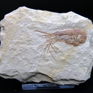 General Cretaceous Age Carpopenaeus Shrimp Fossils From Lebanon For Sale #81