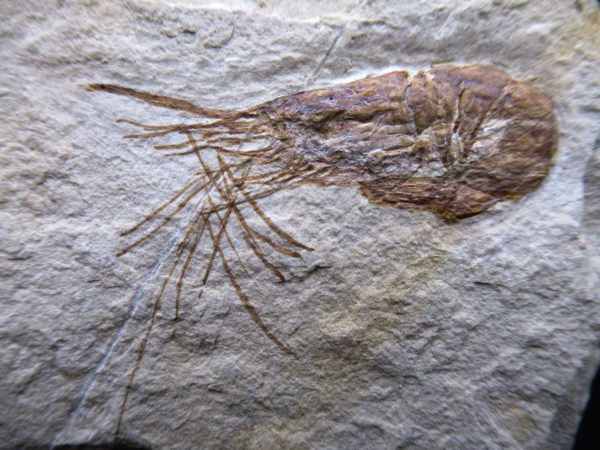 General Cretaceous Age Carpopenaeus Shrimp Fossils From Lebanon For Sale #81a