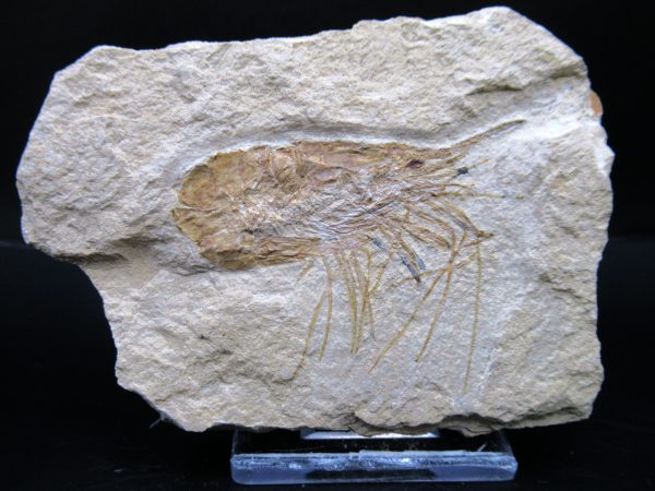 General Cretaceous Age Carpopenaeus Shrimp Fossils From Lebanon For Sale #82