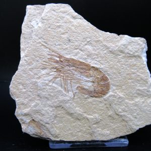 General Cretaceous Age Carpopenaeus Shrimp Fossils From Lebanon For Sale #83