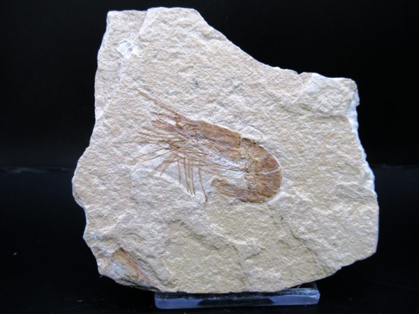 General Cretaceous Age Carpopenaeus Shrimp Fossils From Lebanon For Sale #83