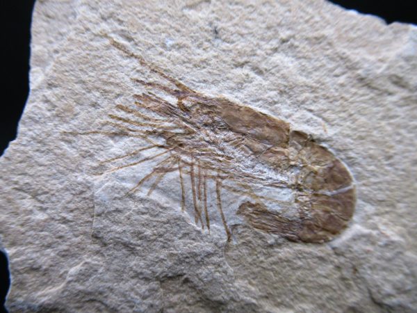 General Cretaceous Age Carpopenaeus Shrimp Fossils From Lebanon For Sale #83a