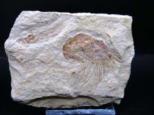 General Cretaceous Age Carpopenaeus Shrimp Fossils From Lebanon For Sale #85