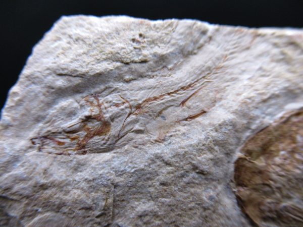 General Cretaceous Age Carpopenaeus Shrimp Fossils From Lebanon For Sale #85b