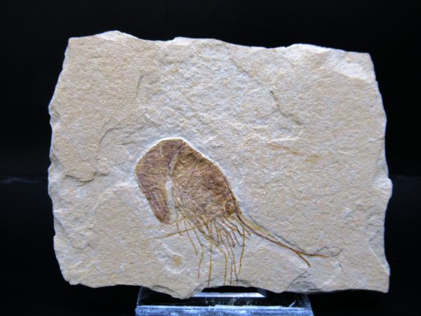 General Cretaceous Age Carpopenaeus Shrimp Fossils From Lebanon For Sale #86