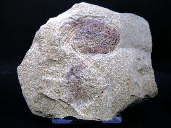 General Cretaceous Age Carpopenaeus Shrimp Fossils From Lebanon For Sale #87