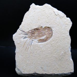 General Cretaceous Age Carpopenaeus Shrimp Fossils From Lebanon For Sale #88