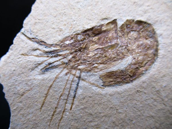 General Cretaceous Age Carpopenaeus Shrimp Fossils From Lebanon For Sale #88a