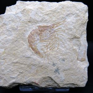 General Cretaceous Age Carpopenaeus Shrimp Fossils From Lebanon For Sale #90