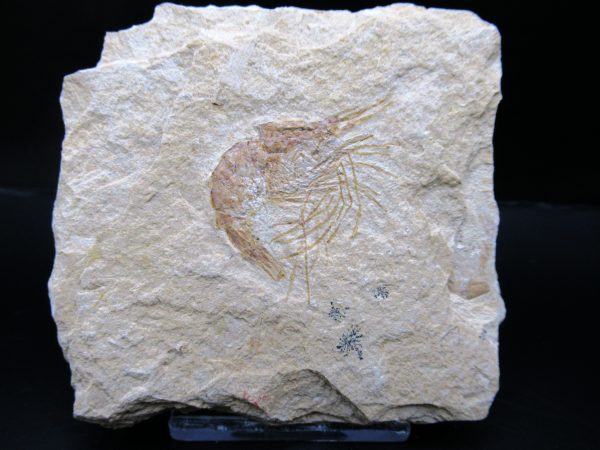 General Cretaceous Age Carpopenaeus Shrimp Fossils From Lebanon For Sale #90