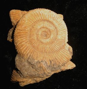 Holzmaden Dactylioceras