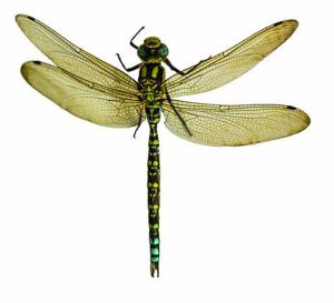 Jurassic Solnhofen Dragonfly