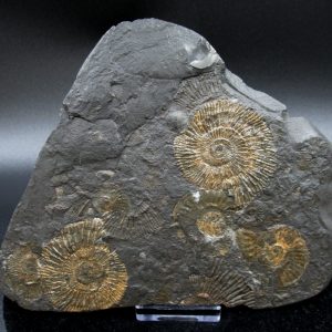 Genuine Jurassic Holzmaden Ammonite Fossil for Sale from Germany #22