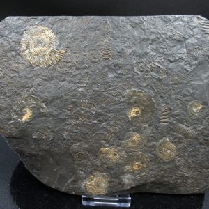 Genuine Jurassic Holzmaden Ammonite Fossil for Sale from Germany #23