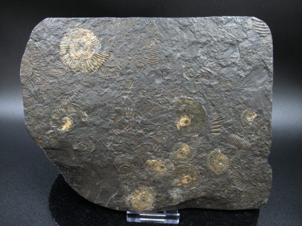 Genuine Jurassic Holzmaden Ammonite Fossil for Sale from Germany #23