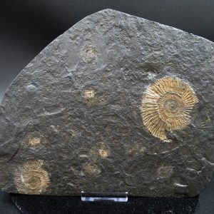 Genuine Jurassic Holzmaden Ammonite Fossil for Sale from Germany #24