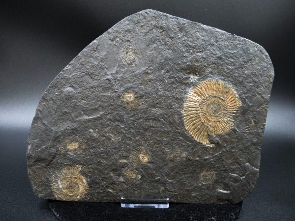 Genuine Jurassic Holzmaden Ammonite Fossil for Sale from Germany #24