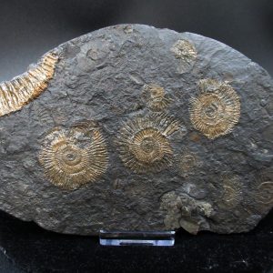 Genuine Jurassic Holzmaden Ammonite Fossil for Sale from Germany #25