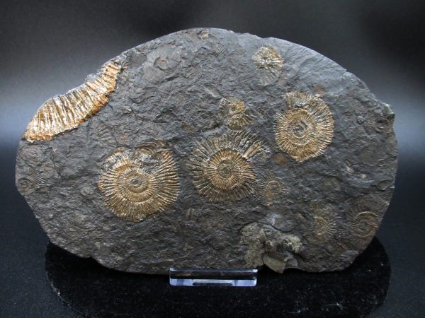 Genuine Jurassic Holzmaden Ammonite Fossil for Sale from Germany #25