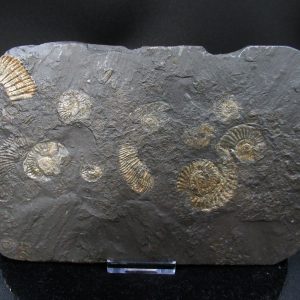 Genuine Jurassic Holzmaden Ammonite Fossil for Sale from Germany #26