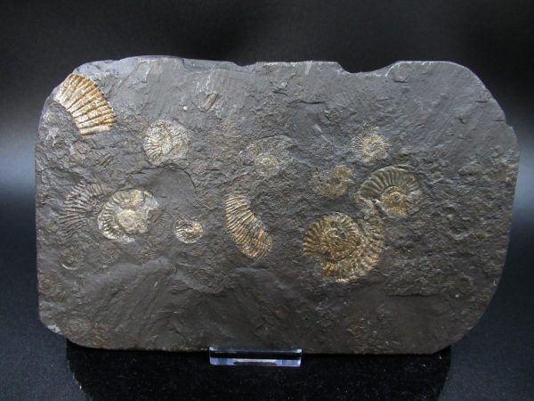 Genuine Jurassic Holzmaden Ammonite Fossil for Sale from Germany #26