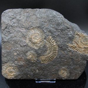 Genuine Jurassic Holzmaden Ammonite Fossil for Sale from Germany #27