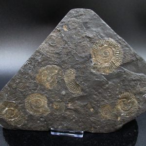 Genuine Jurassic Holzmaden Ammonite Fossil for Sale from Germany #28