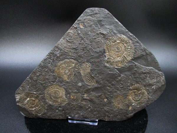 Genuine Jurassic Holzmaden Ammonite Fossil for Sale from Germany #28