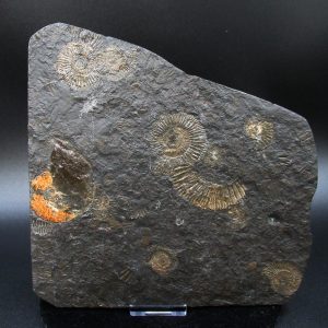 Genuine Jurassic Holzmaden Ammonite Fossil for Sale from Germany #29