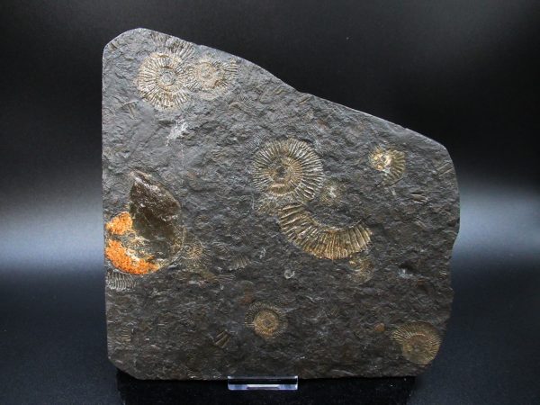 Genuine Jurassic Holzmaden Ammonite Fossil for Sale from Germany #29