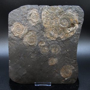 Genuine Jurassic Holzmaden Ammonite Fossil for Sale from Germany #30